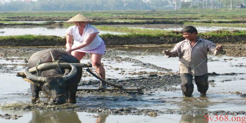 Mơ Thấy Trâu Là Điềm Gì? Con Số Khi Mơ Thấy Trâu? 4 Mơ thấy trâu đang cày ruộng cho thấy bạn là con người chăm chỉ, chịu khó để đạt được thành công