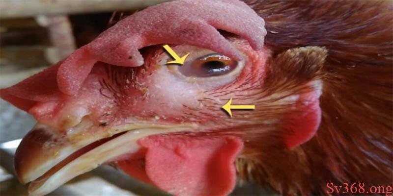gà nhắm mắt chảy nước mắt Triệu chứng cho thấy gà nhắm mắt chảy nước mắt