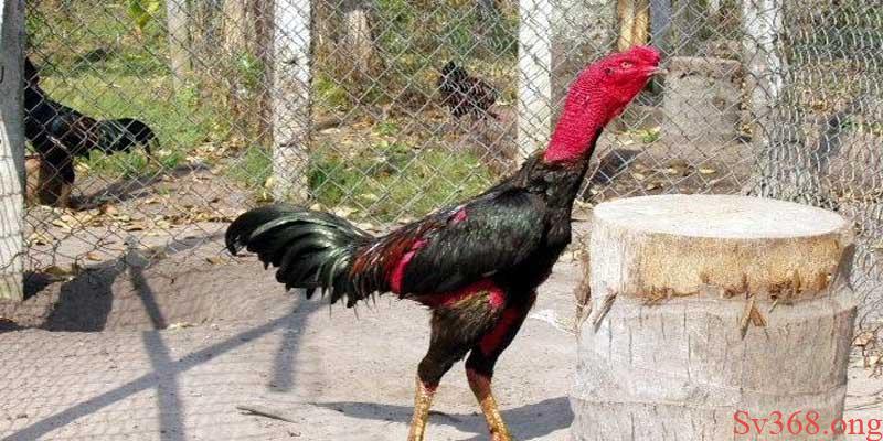 Biện Pháp Phòng Tránh Và Cách Nuôi Gà Mùa Nóng Tại Sv368 2 Những lưu ý khi thời tiết thay đổi trong chăn nuôi