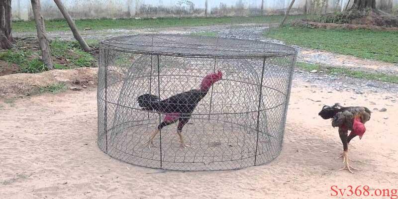 cách làm gà chọi khỏe chân Chạy lồng để giúp chân thêm khỏe