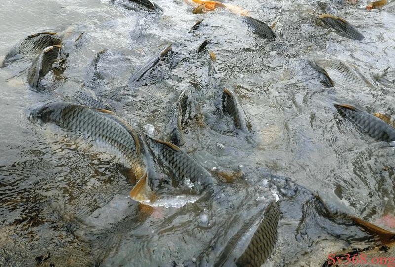 mơ thấy cá trắm mơ thấy cá trắm