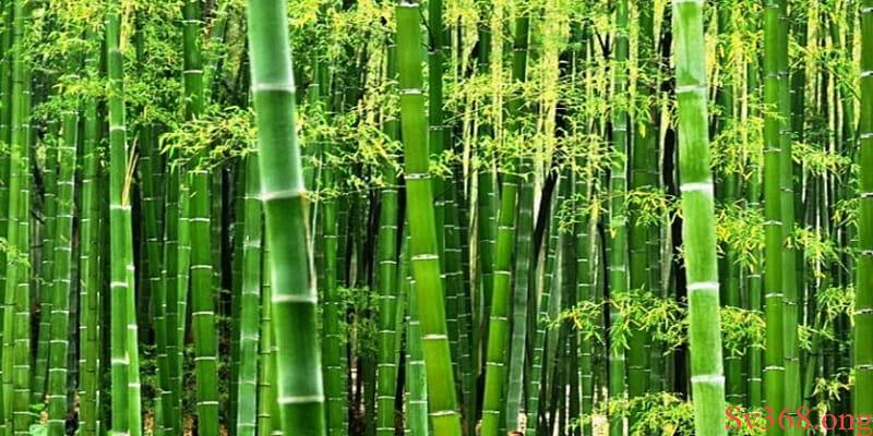 Ngủ mơ thấy cây tre xuất hiện cả bụi