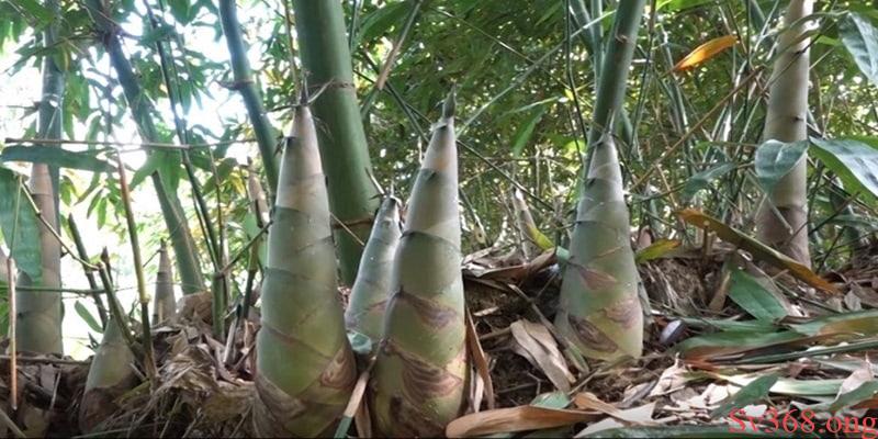 Mộng du xuất hiện những chồi tre non