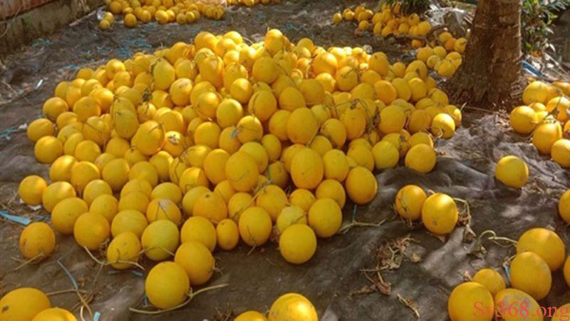 mơ thấy dưa hấu