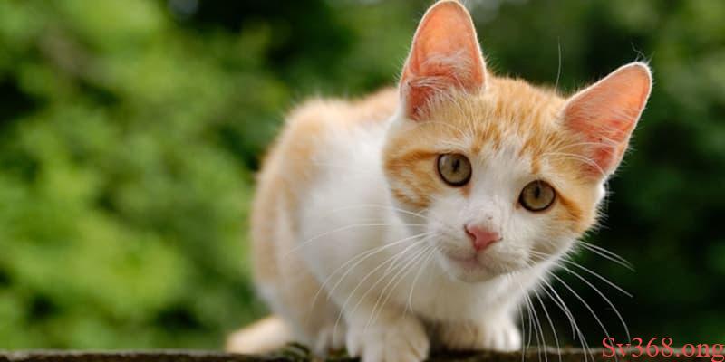 nằm mơ thấy nhiều con vật Nằm mơ xuất hiện nhiều mèo đánh con gì