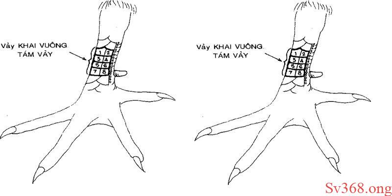 78 Vảy Gà Tốt Nên Chọi - Được Chọn Lọc Tại Nhà Cái Sv368 7 78 vảy gà tốt nên chọi
