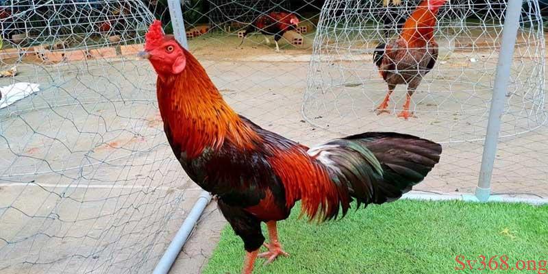 Biện Pháp Phòng Tránh Và Cách Nuôi Gà Mùa Nóng Tại Sv368 7 Thời tiết ảnh hưởng đến gà như thế nào?