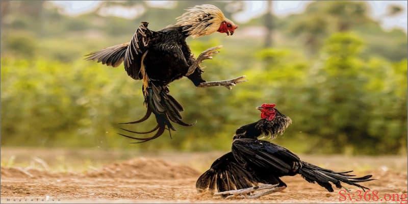 Luật Đá Gà Miền Nam - Tìm Hiểu Về Luật Đá Gà Tại Sv368 4 Luật đá gà miền Nam