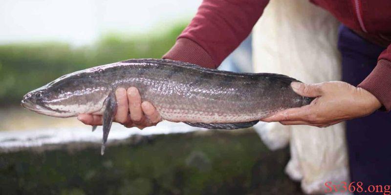 Mơ Thấy Cá Lóc Có Ý Nghĩa Gì? Các Con Số May Mắn Tại SV368 3 mơ thấy cá lóc