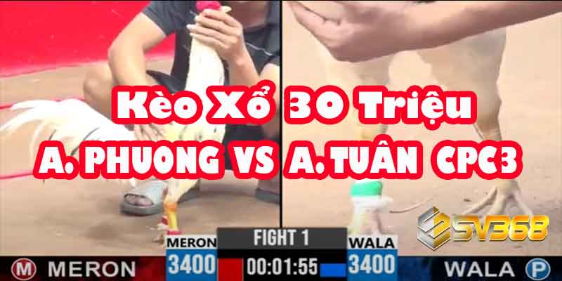 Trực tiếp Đá Gà 30 Triệu: A Phương vs A Tuấn - Khi Hai Thế Hệ Chạm Trán 5 Trực tiếp Đá Gà 30 Triệu: A Phương vs A Tuấn - Khi Hai Thế Hệ Chạm Trán